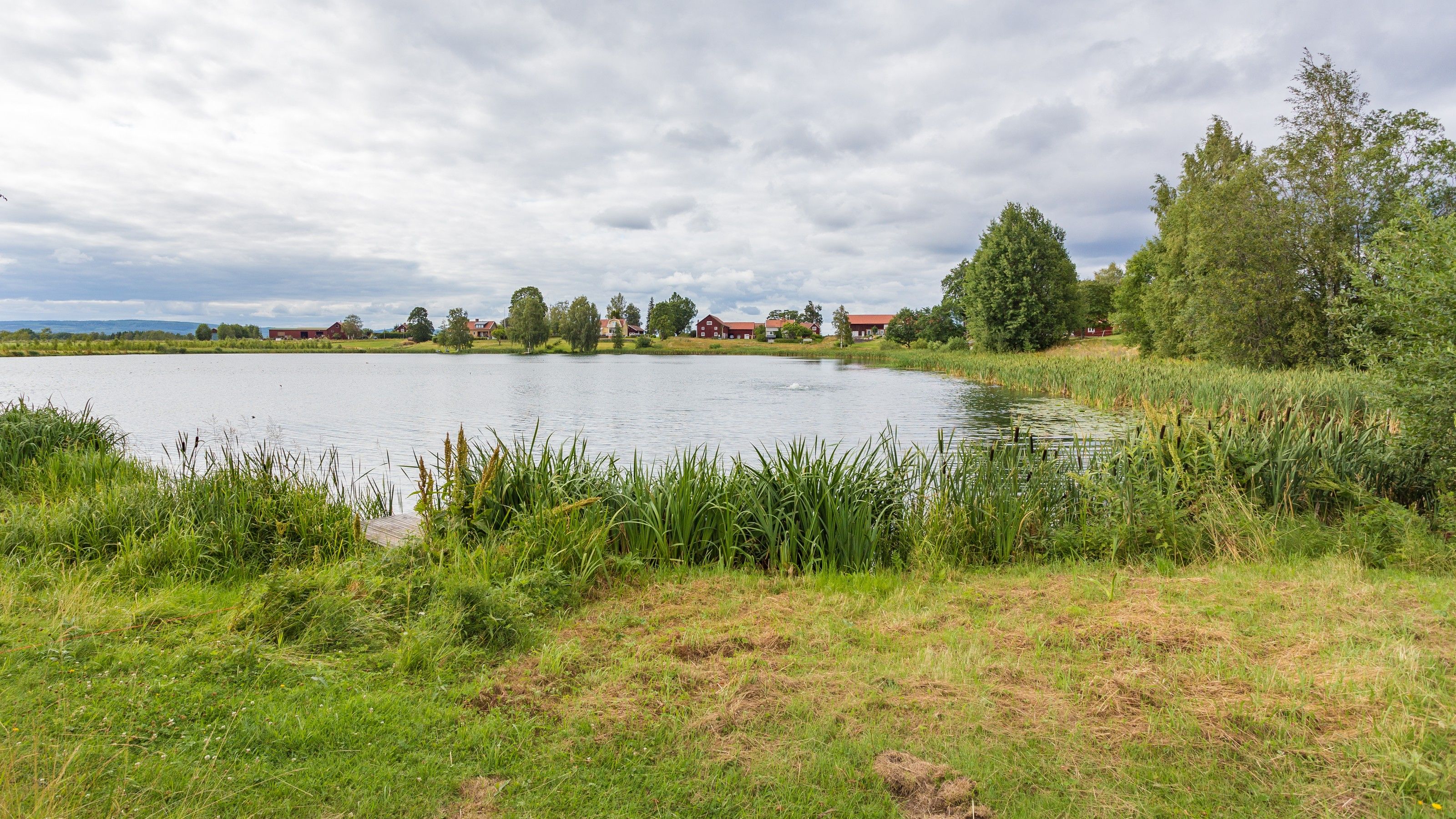 Hessesjön med vass och gräs i förgrunden