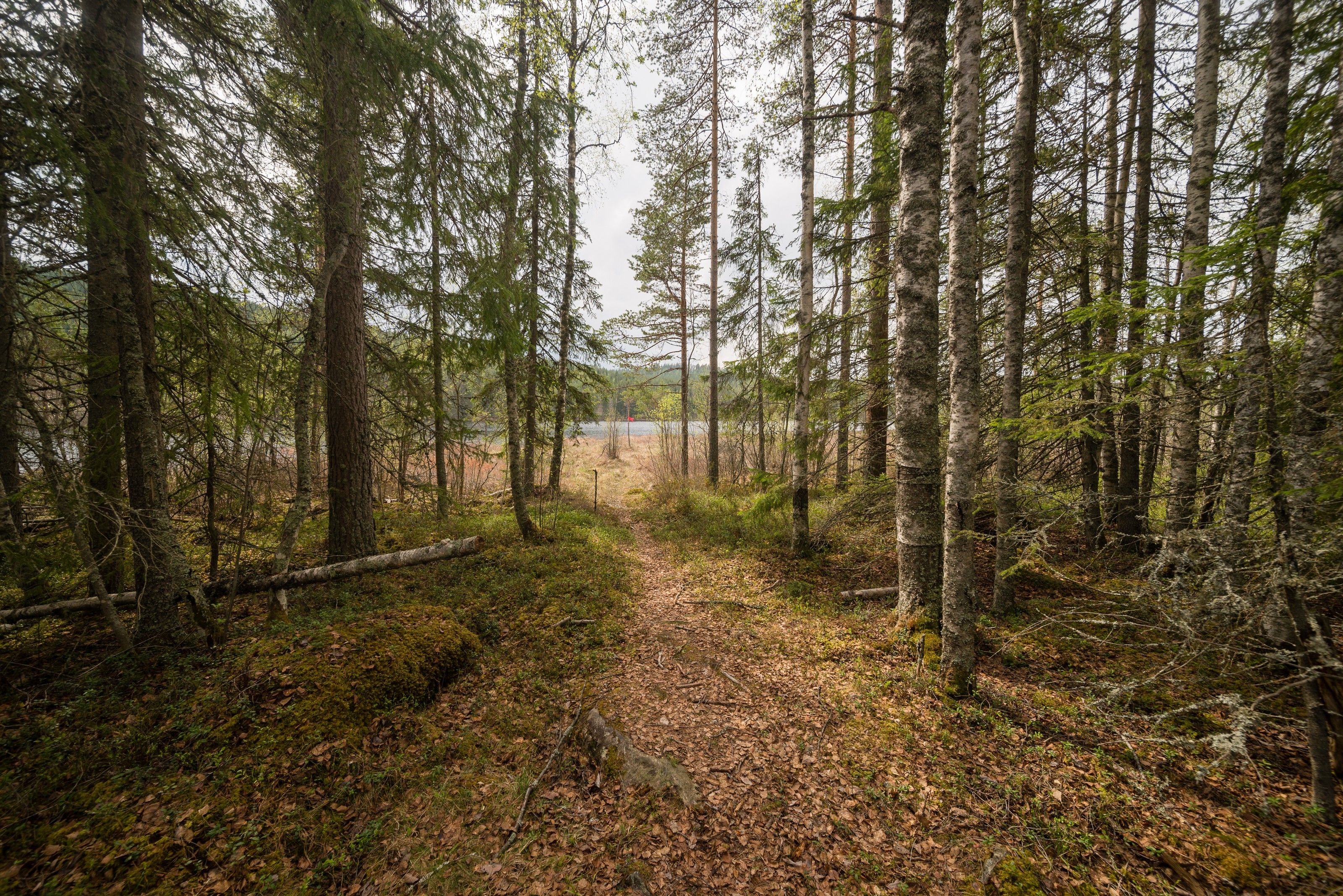 Barrskog vid Hyttsjön en vårdag